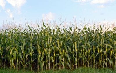 México amaga con remplazar proveeduría de alimentos de EU